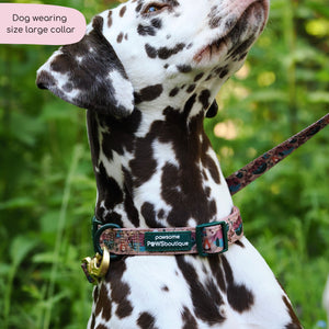 Collar - Adventure Awaits