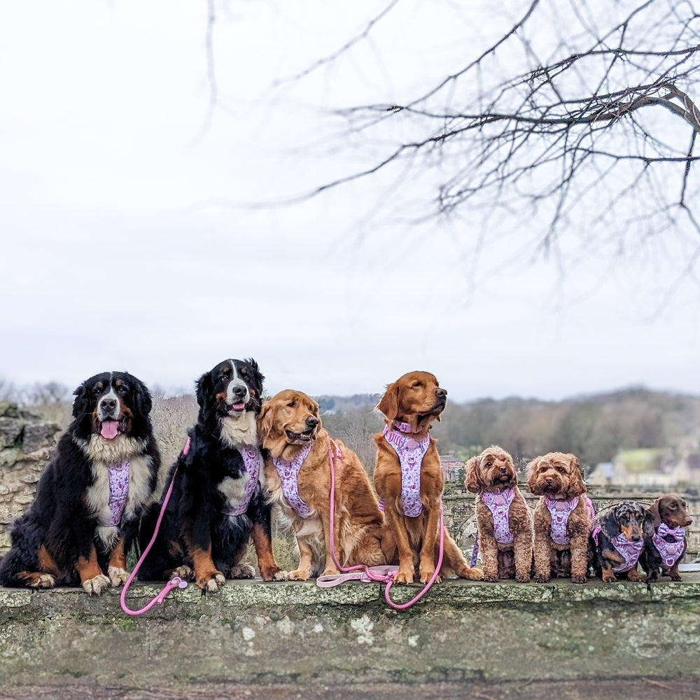 Disney© Tough Trails™ Harness - Piglet