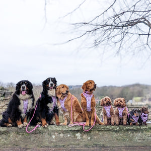 Disney© Tough Trails™ Harness - Piglet