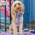 Paddington™ Tough Trails™ Harness - London