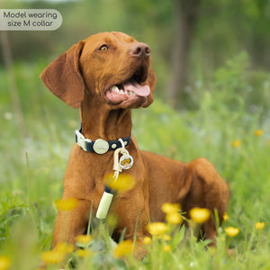 Disney© Waterproof Collar - Simba