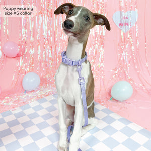 Pawsome Pup Collar and Lead Set - Lilac