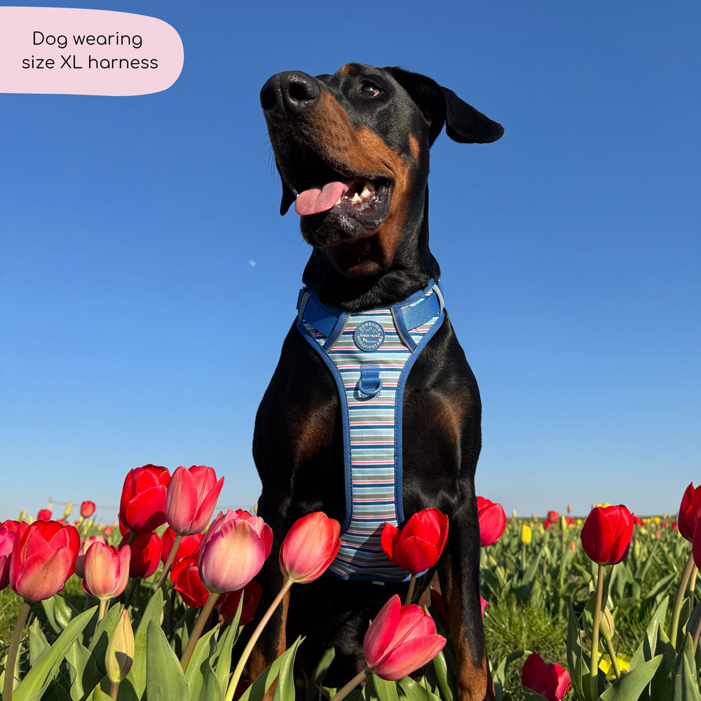 Tough Trails™ Harness -  Sailor Stripes