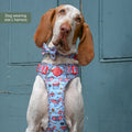 Disney© Tough Trails™ Harness - Dumbo
