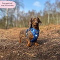 Tough Trails™ Harness - Walkies Ready® Cornflower Blue
