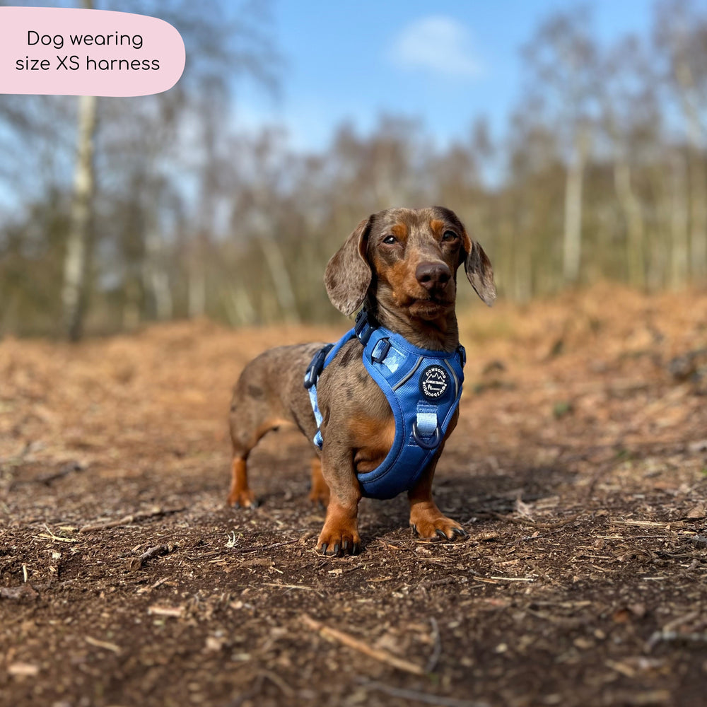 Tough Trails™ Harness - Walkies Ready® Cornflower Blue