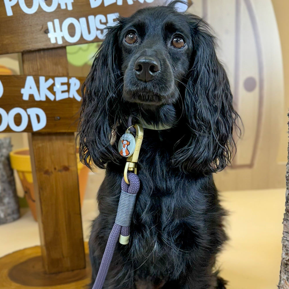 Disney© 4ft Rope Lead - Winnie + Friends - Sage and Blue