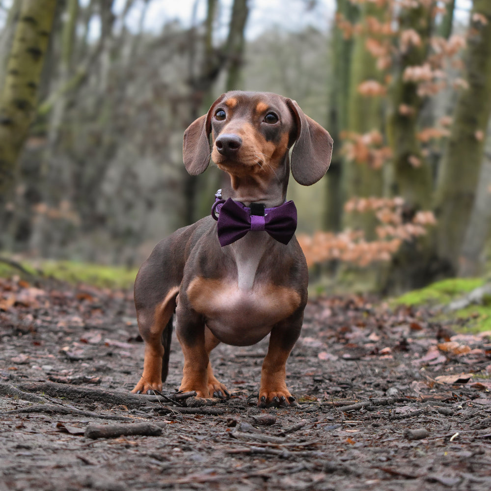 Bow Tie - Walkies Ready® - Plum