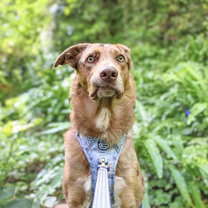 Disney© Lead - Bambi + Friends Blue