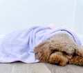Disney© Hooded Microfibre Towel - Bambi + Friends Lilac