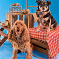 Disney© Lead - Disney Dogs