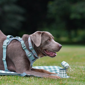 Disney© Collar - Bambi + Thumper