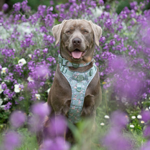 Disney© Collar - Bambi + Thumper