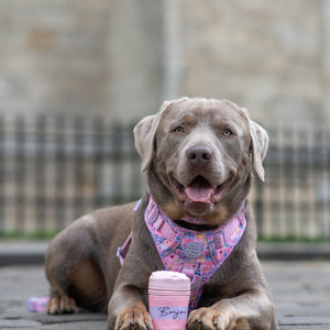 Bonjour Treat Pouch - Emily In Paris