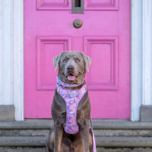 Tough Trails™ Harness - Emily In Paris