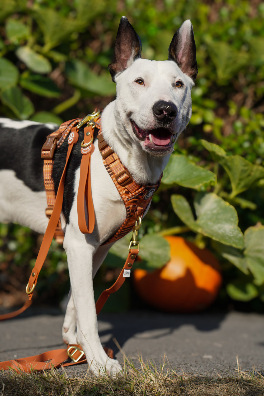 Double Ended Lead - Walkies Ready® Rust (New Clip)