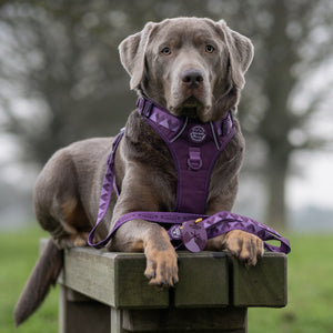 Pawsome Poop Pocket - Walkies Ready® - Plum
