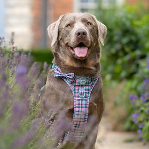 Bow Tie - Tweed Twilight