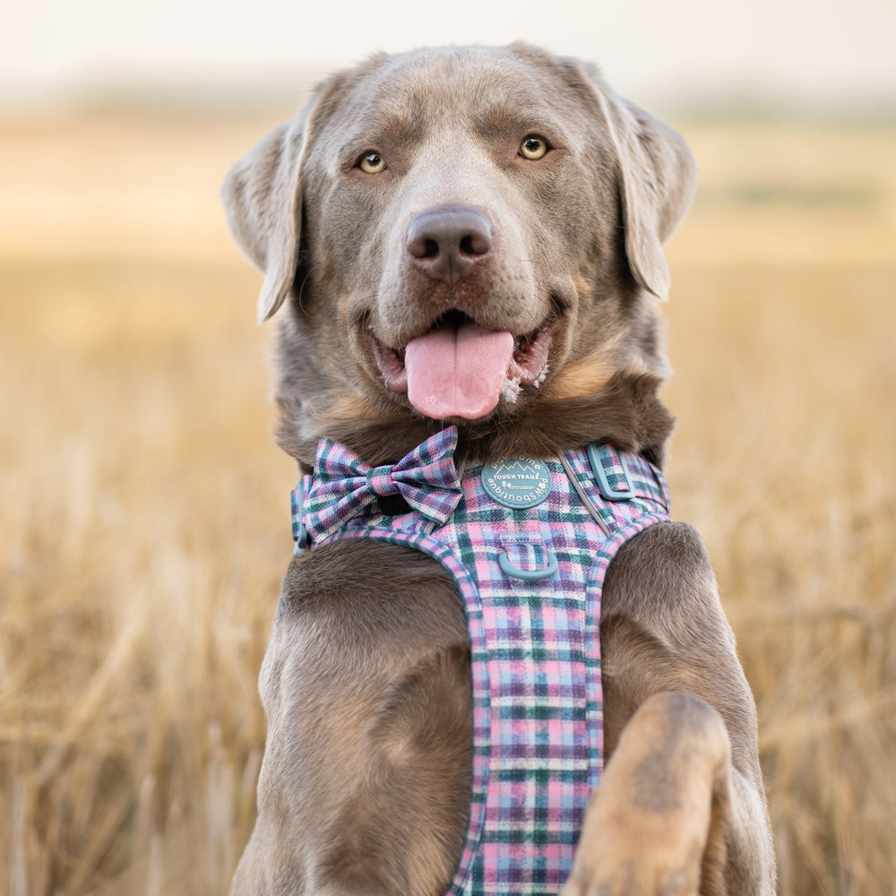 Bow Tie - Tweed Twilight