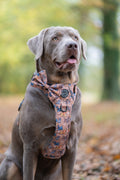 Disney© Bow Tie - Disney Dogs