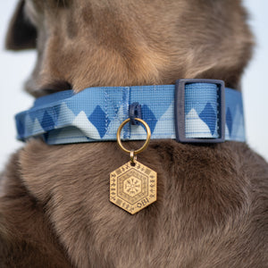 Adventure Collar - Cornflower Blue (Size Large Only)