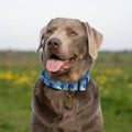 Adventure Collar - Cornflower Blue (Size Large Only)