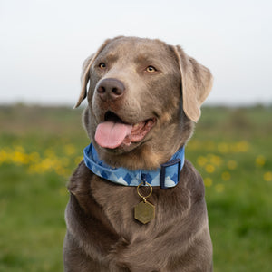Adventure Collar - Cornflower Blue (Size Large Only)