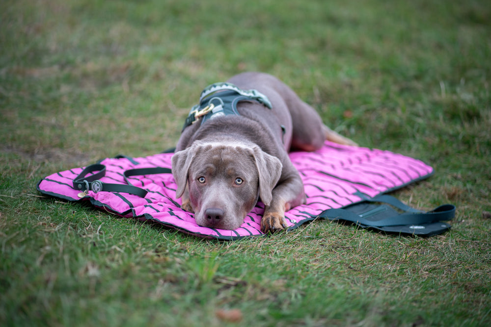 Travel Mat - Walkies Ready®