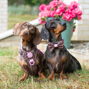 Bow Tie - Leopard Print