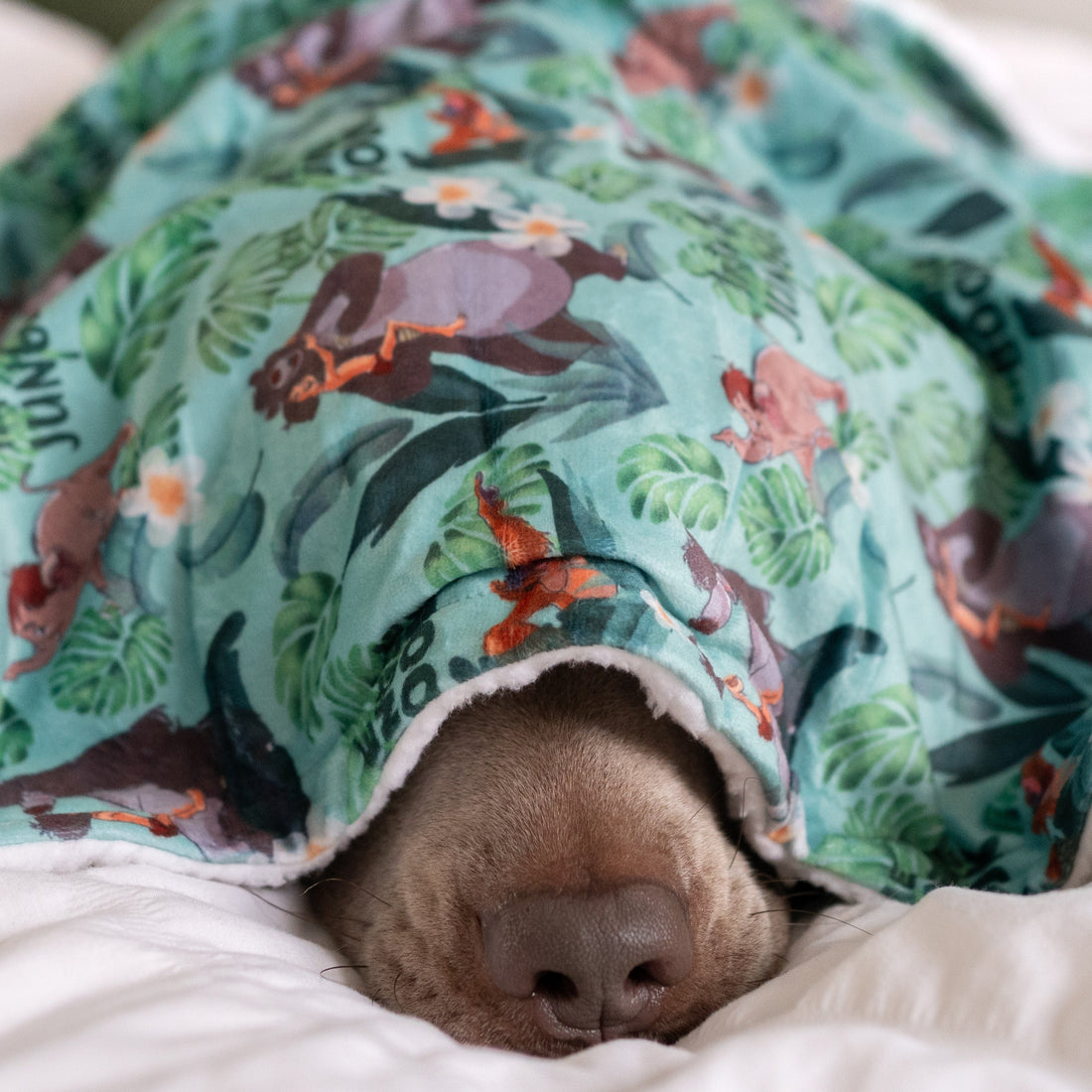 Disney© Dog Blanket - Jungle Book