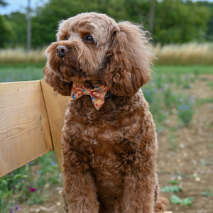 Bow Tie - Celestial Spirit