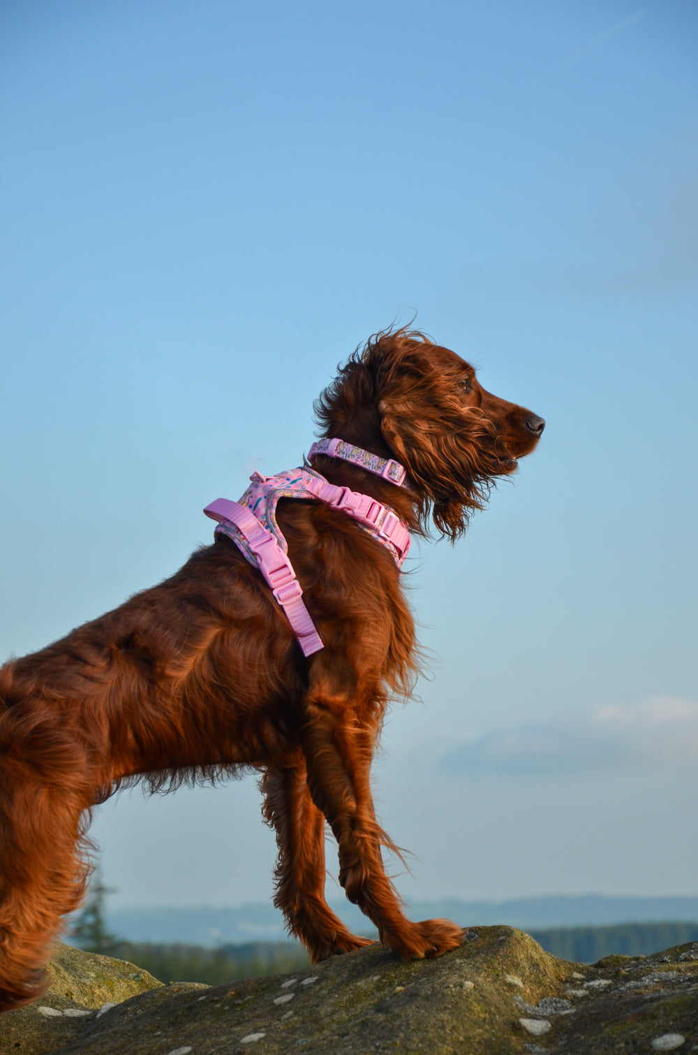 Disney© Collar - Nala