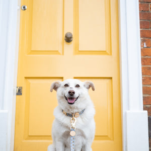 Disney© Lead - Lion Friends