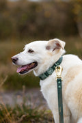 4ft Waterproof Lead - Walkies Ready® Forest Green