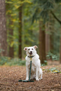 4ft Waterproof Lead - Walkies Ready® Forest Green