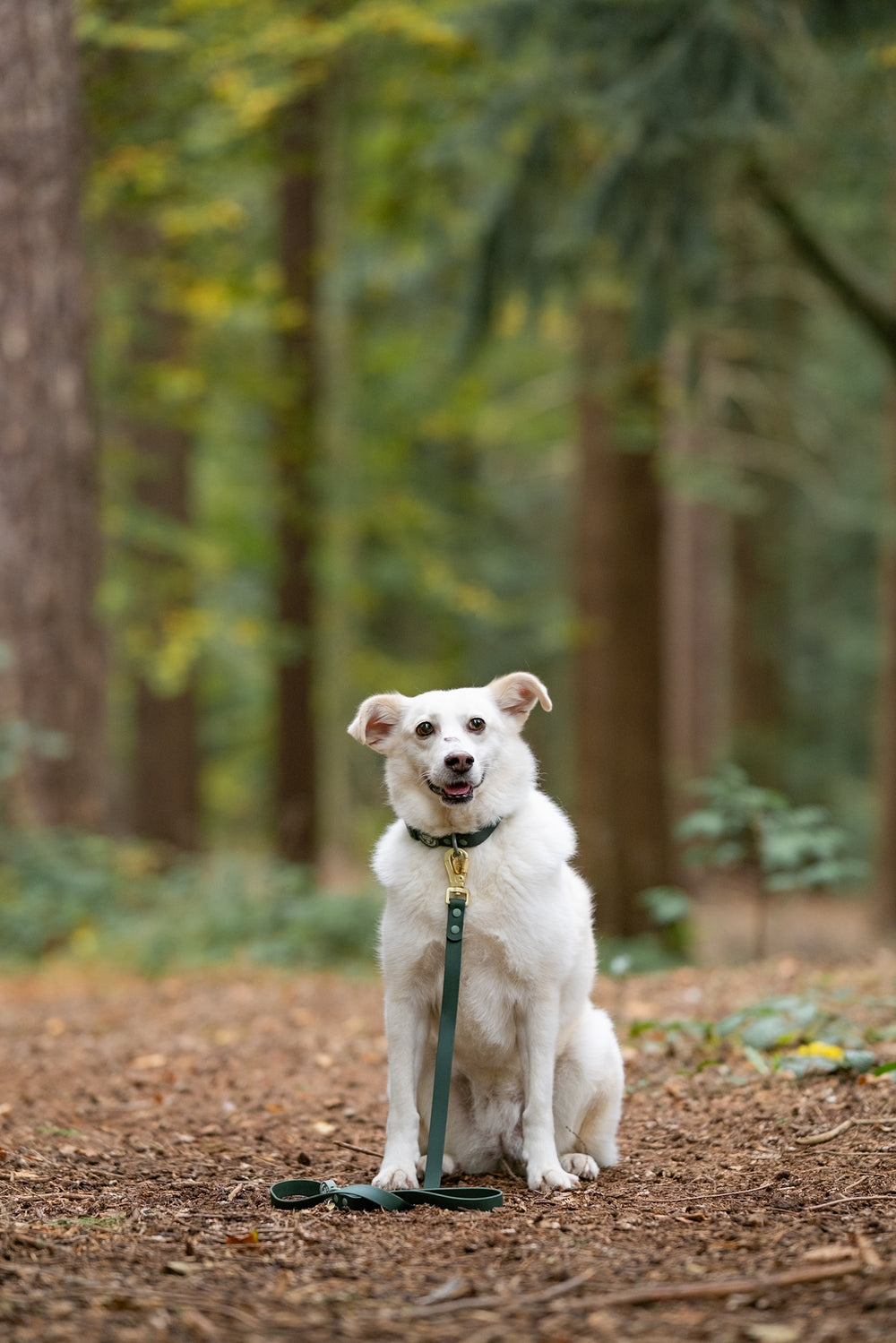 4ft Waterproof Lead - Walkies Ready® Forest Green