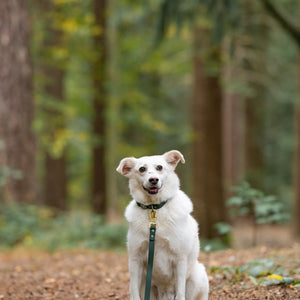 4ft Waterproof Lead - Walkies Ready® Forest Green