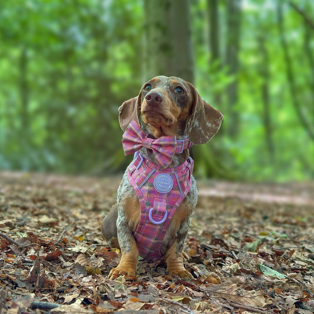 Bow Tie - Tweed Sunset