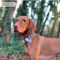 Disney© Waterproof Collar - Eeyore