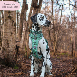 Disney© Collar - Jungle Book