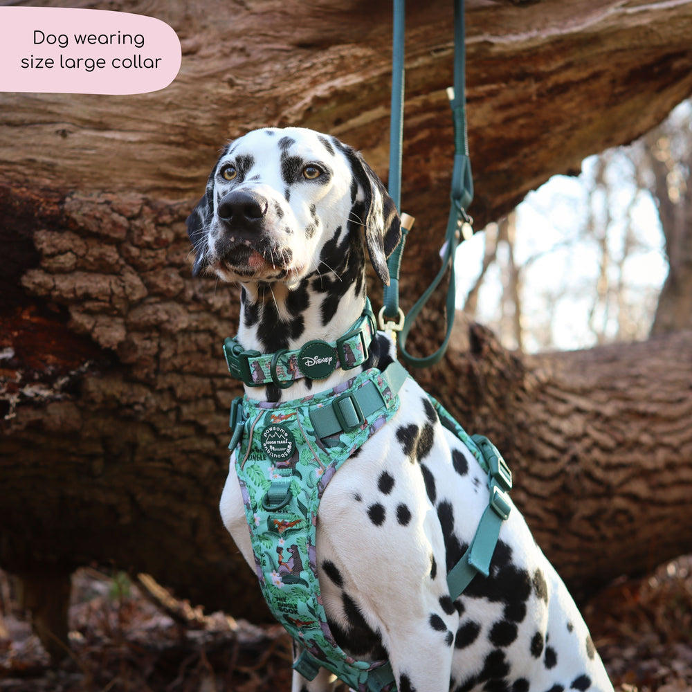 Disney© Collar - Jungle Book