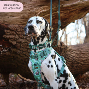 Disney© Collar - Jungle Book