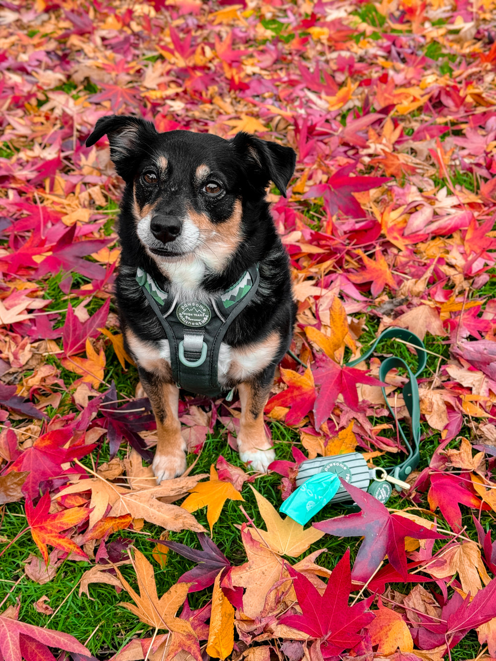 Poo Bag Holder - Walkies Ready® Forest Green