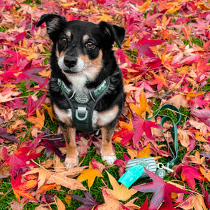 Poo Bag Holder - Walkies Ready® Forest Green