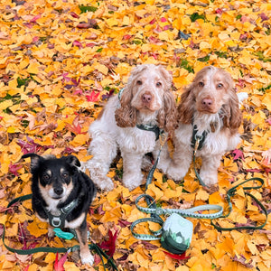 Treat + Go Bag - Walkies Ready® Forest Green