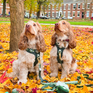 Lead - Walkies Ready® Forest Green