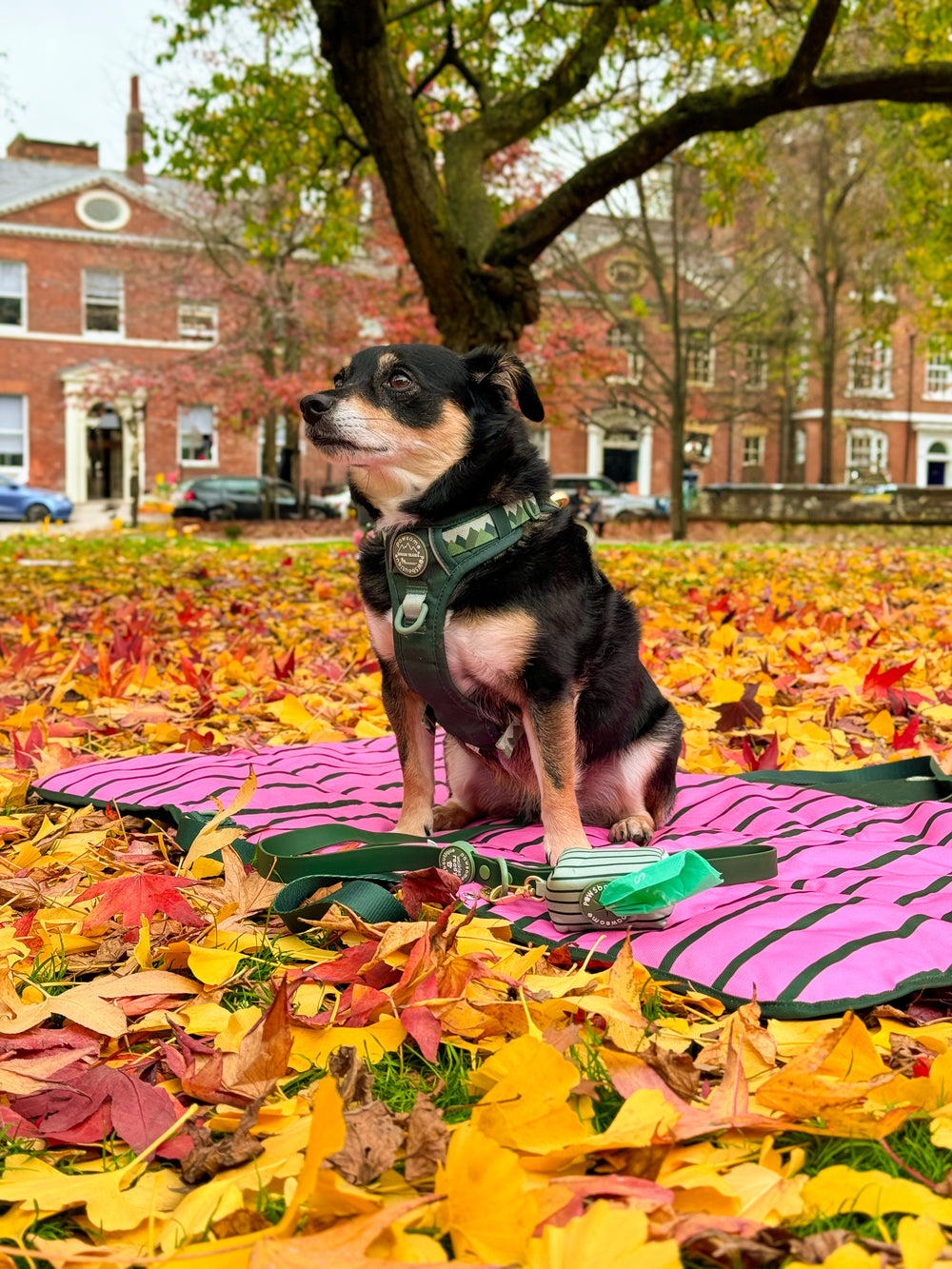 Poo Bag Holder - Walkies Ready® Forest Green