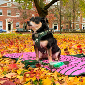 Poo Bag Holder - Walkies Ready® Forest Green