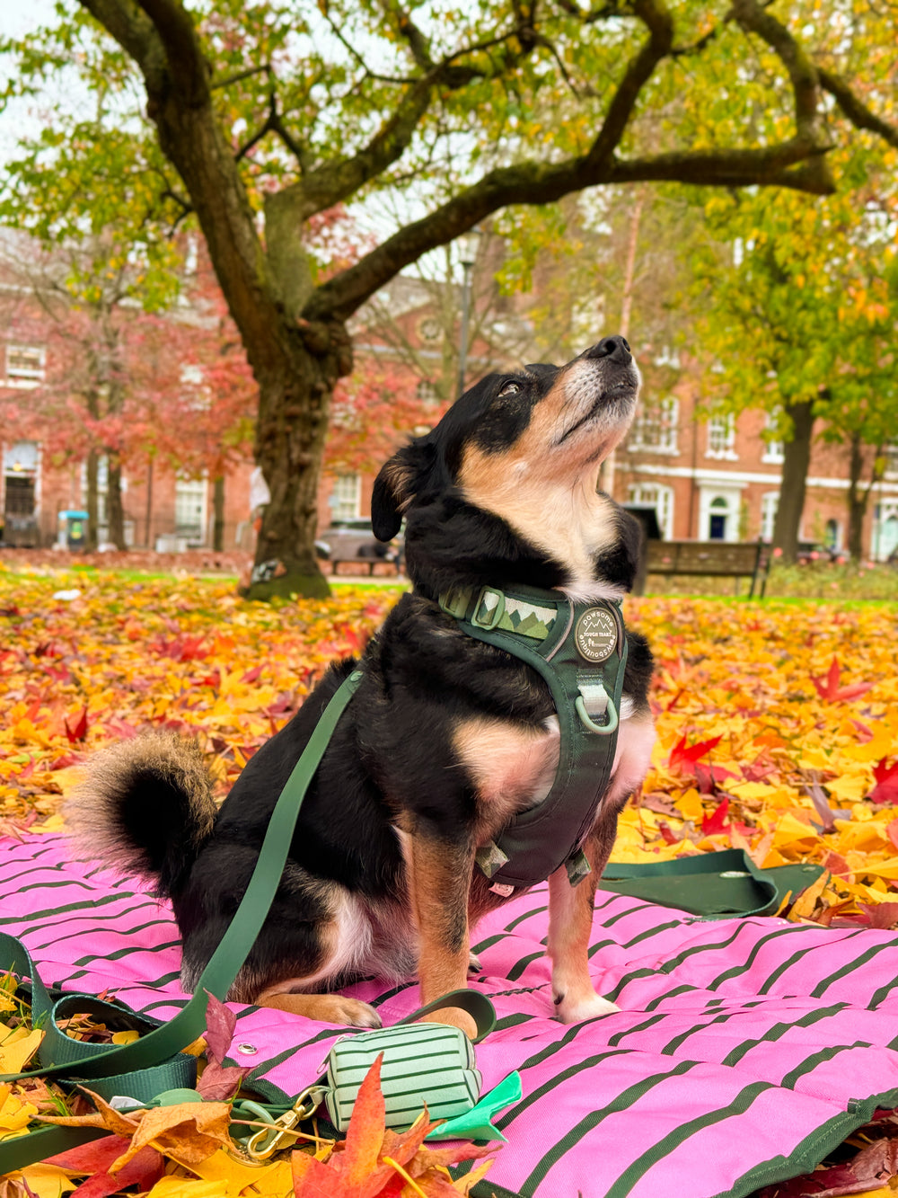 Poo Bag Holder - Walkies Ready® Forest Green