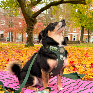 Poo Bag Holder - Walkies Ready® Forest Green